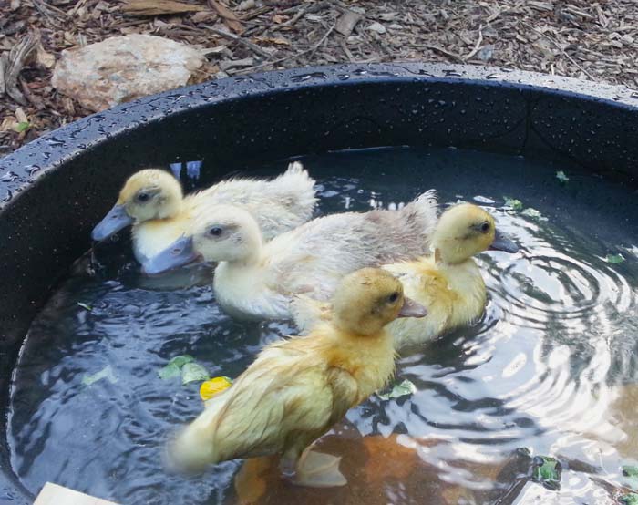 While there may be subtle physical differences between sexes of some duck breeds, physical appearance isn't a reliable method of sexing ducklings.