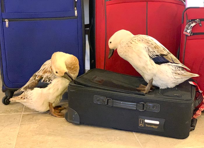 Two of our ducks trying to muscle their way into our suitcase so they can go on vacation with us. How to go on vacation without your ducks or other poultry.