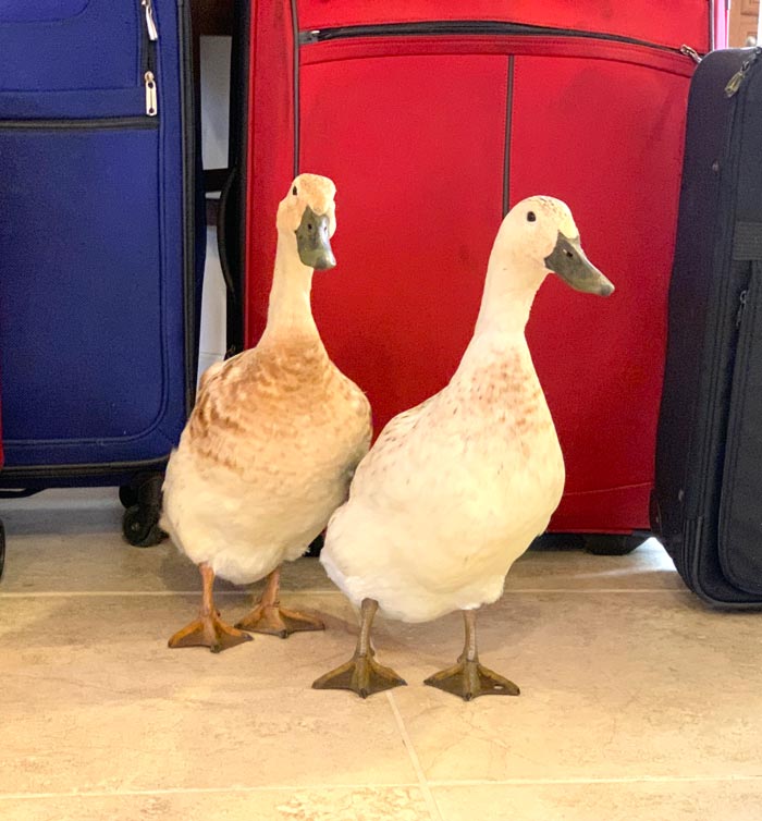 Jackson and Pippa the duck really want to vacation in Tahiti - without us. How to go on vacation without your ducks or other poultry.