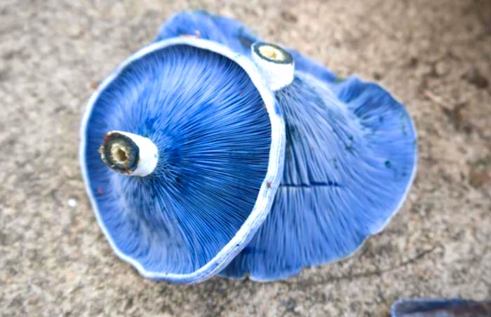 Blue mushrooms - A closer look at the gill side of indigo milk cap mushrooms (Lactarius indigo).