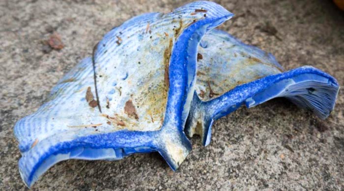 The inside of the Indigo Milk Caps is also bright blue, and will drip a bright blue latex when cut. The blue color of Lactarius indigo is due to an organic compound called "methyl stearate," which is unique to this species. Cross-section Lactarius indigo photo by Tyrant Farms.