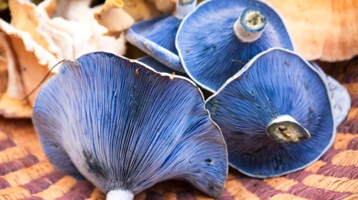 Bright blue indigo milk cap mushrooms in the front of a foraging basket.