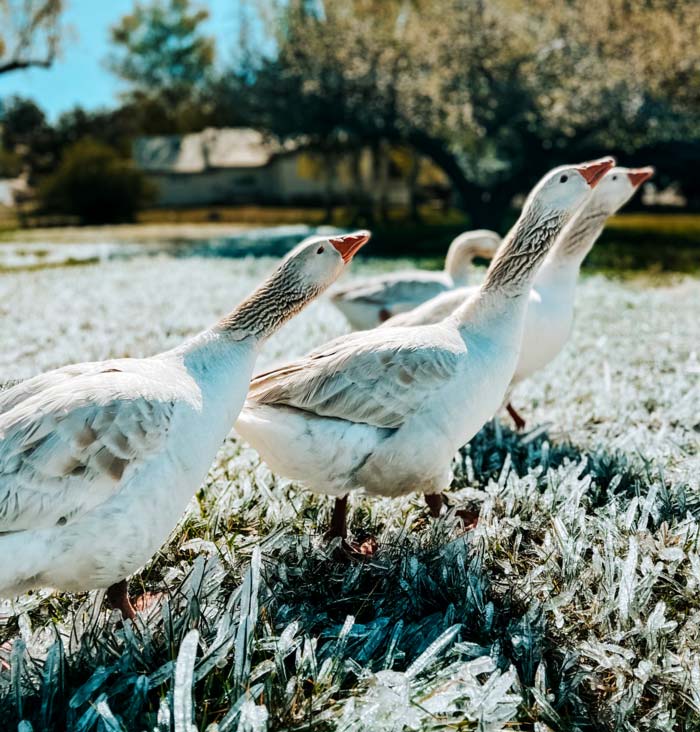No icy hearts here! In this article, you'll find out how to make sure your new geese receive a warm reception from your existing flock.