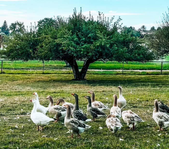 Beatrice (white goose front-back, peeks over the group as if to say, “Am I doing this right? Am I in a flock now?” Our flock was excited to see Beatrice and we felt comfortable letting her in with them after noting the positive initial reception
