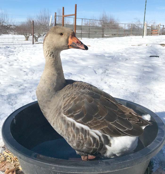 Maverick looks at me curiously during her first day at Hoof and Feather Farm. Maverick and her mate, Mr. Goose, were our first adopted geese. We weren’t sure how long to keep everyone separated. It was winter, so our enclosed garden made an ideal separation, where everyone could interact through the fence.