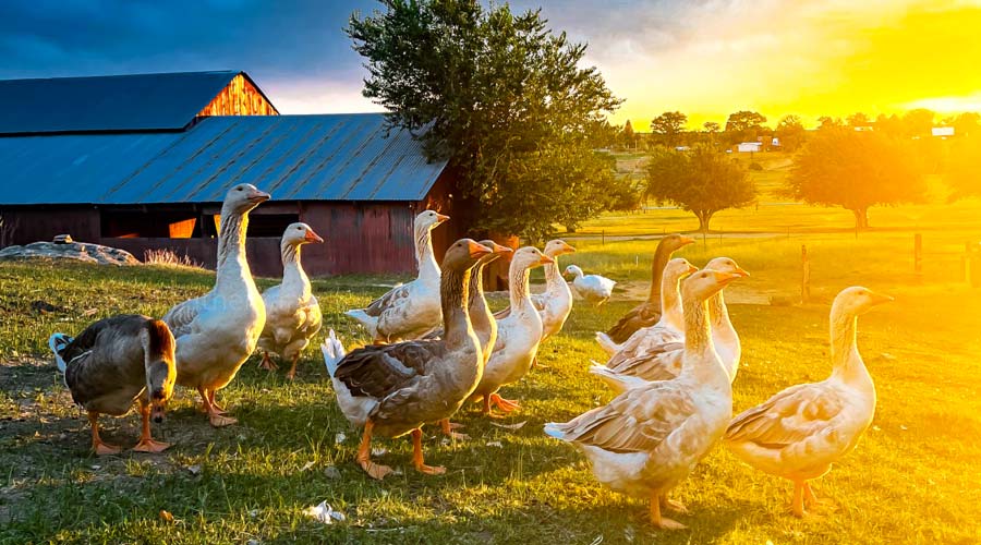 How to introduce new geese to your flock thumbnail
