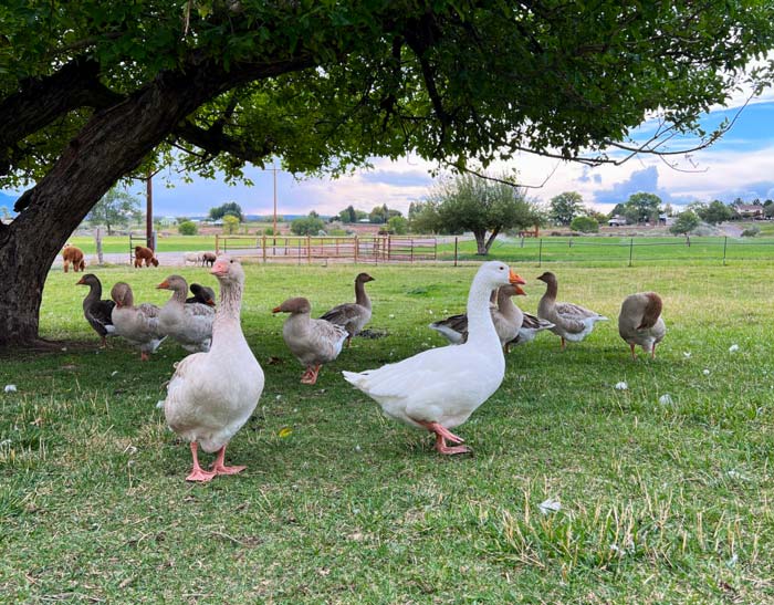 Notice how Beatrice keeps herself slightly removed from the larger flock. However, this respectful space-keeping didn’t keep a gentleman goose from coming over to politely check her out.