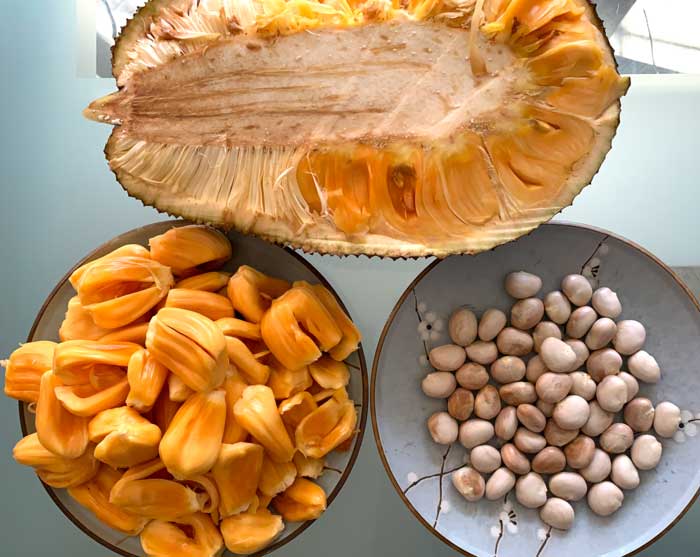 Cross section of a jackfruit with fruit and seeds separated. 