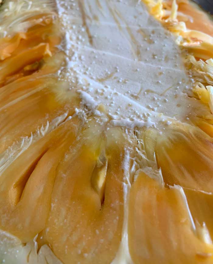 Latex starting to ooze out of the core of a freshly cut jackfruit. 