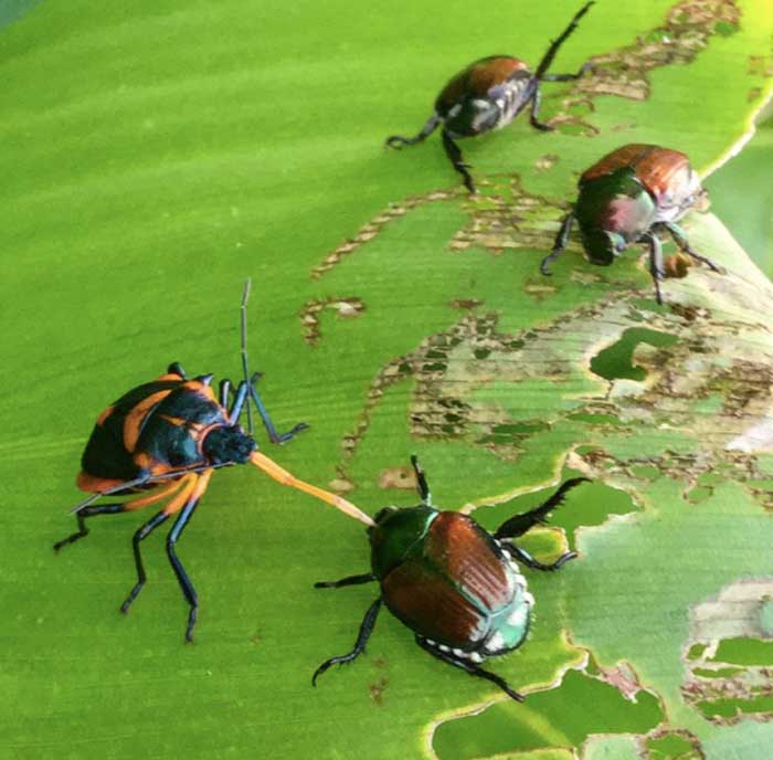 A Florida predatory stink bug eating a Japanese beetle on a canna leaf. Japanese beetle predators.