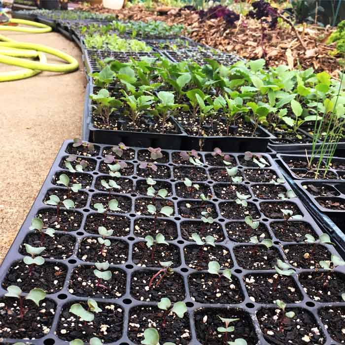 Spring seedlings coming to life at Tyrant Farms in late winter: kale, broccoli, arugula, celtuce, kalettes, and other assorted goodies.