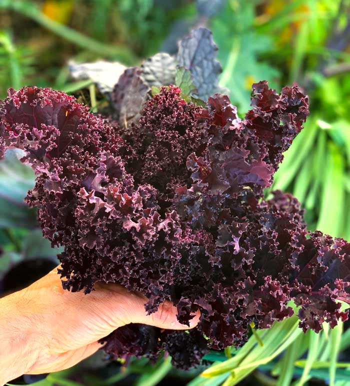 Can a pesto recipe made without basil and made with purple kale truly be called 