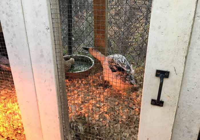 This is the door of the Quacker Box, our duck coop. Notice there's almost no gap on the door, which keeps snakes and the hands of predators out. | 17 tips to keep your ducks and chickens safe from predators - article by Tyrant Farms