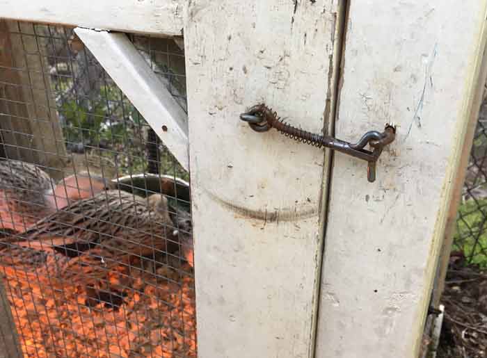 We have one of these locks on the top and bottom of both our duck coop doors. | 17 tips to keep your ducks and chickens safe from predators - article by Tyrant Farms