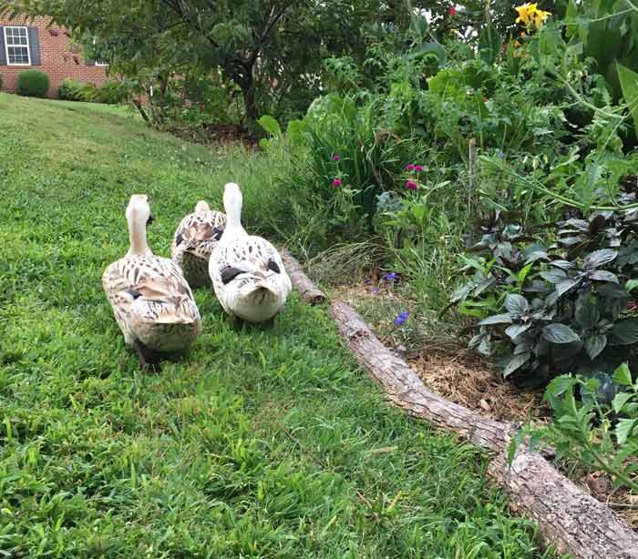 Some of our Welsh Harlequin ducks out enjoying a good evening forage in the gardens. | 17 tips to keep your ducks and chickens safe from predators - article by Tyrant Farms