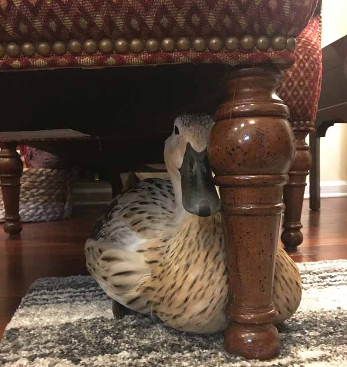 Jackson, one of our pampered Welsh Harlequin ducks who sleeps inside with us at night. Out of water, ducks instinctively sleep under bushes or other objects that make them less prone to being attacked by an aerial predator like a hawk or eagle. Inside our house, our ducks still adhere to this instinct by sleeping under chairs, tables, etc.