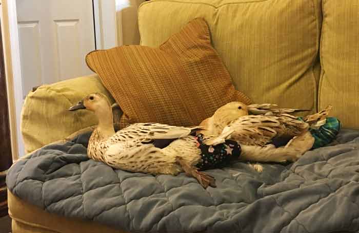 A ship is safe in harbor, but that's not what it's meant for. Our ducks are safe on our couch or caged up all day, but that's not what they're meant for.