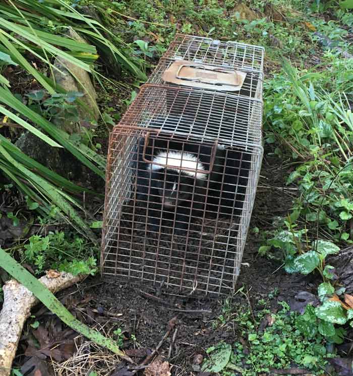 Sorry, skunky! We accidentally left a groundhog trap open one night and caught one of our resident skunks. If you ever have a pet get sprayed by a skunk (it's Bob the cat's favorite pastime) here's how to get skunk spray smell off of them.