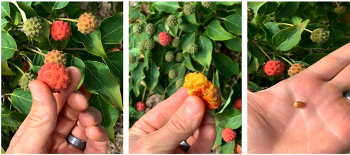 Picking and eating kousa dogwood fruit 