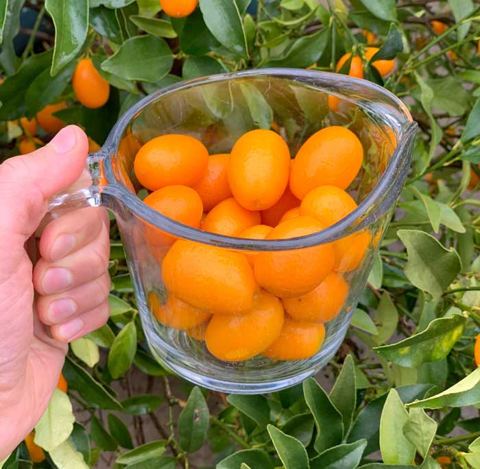 Two cups of perfectly ripened, organically grown kumquats - an interesting addition to a savory one-pot recipe.