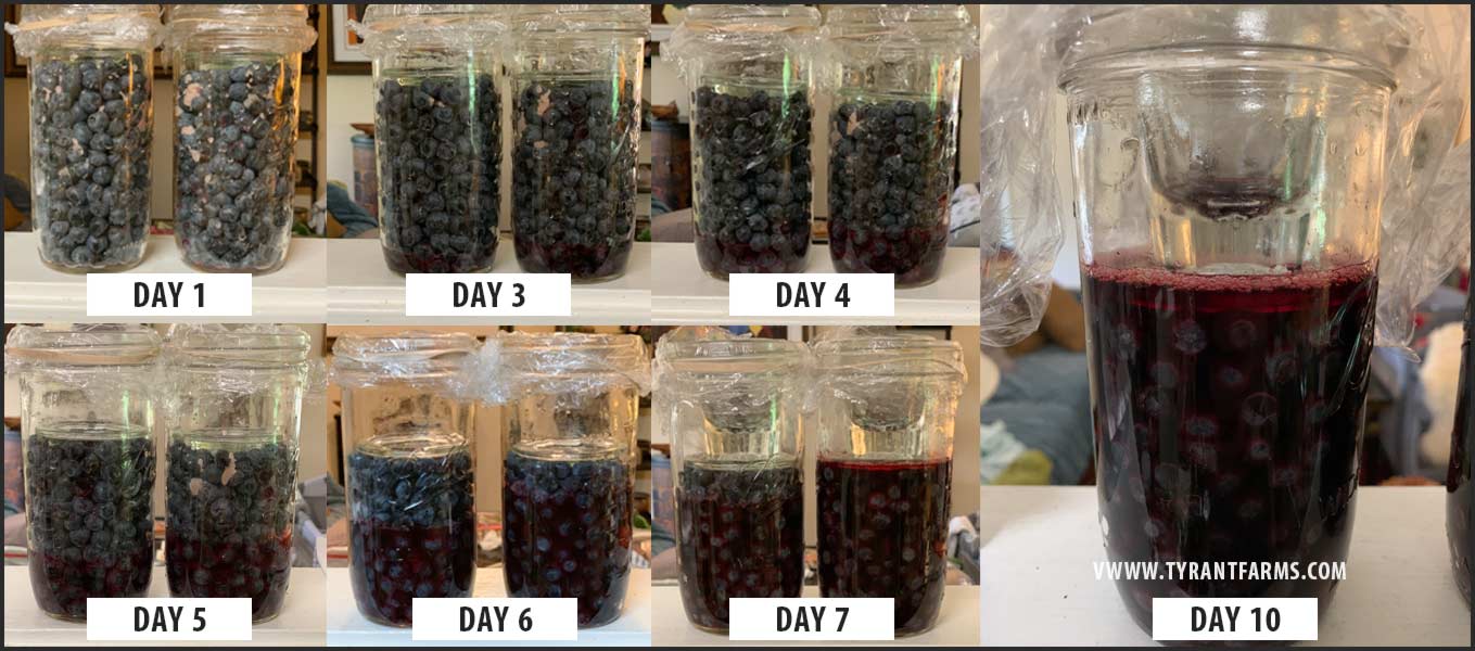 Lacto-fermented blueberries from start to finish. Blueberry juice in the jar on the right extracted more quickly than the jar on the left. Our guess is that a little more salt ended up in this jar at the start. Note how at Day 10 (completion) the blueberries are lightly bubbling as the LAB off-gas CO2 as they digest the sugars in the blueberries. We knew this batch was done based on a taste test, a subjective decision.