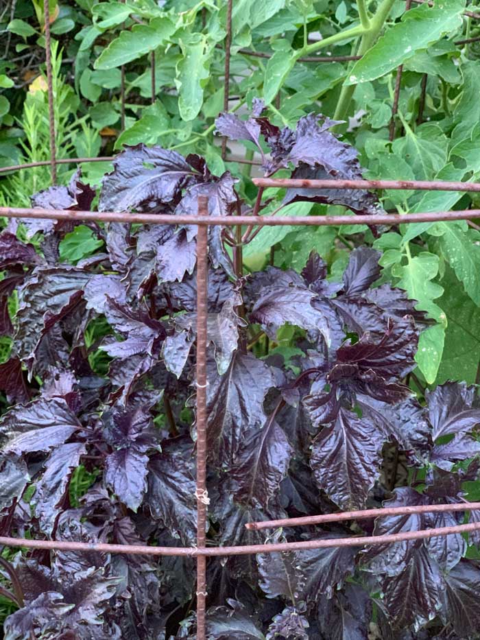 Herbs can infuse your lacto-ferments with incredible flavor. In the recipe below, we use this 'Opalescent' purple basil with peaches. 