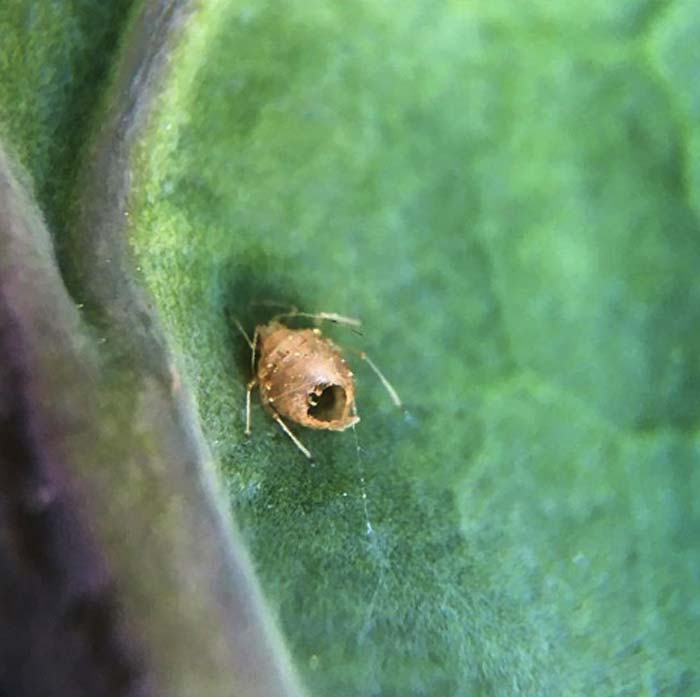 This is closeup of a dead aphid that's about the size of a pin tip. Lots of small predatory insects eat aphids, including ladybugs. In this case, the aphid was killed by a tiny parasitoid wasp, which laid its egg in the aphid. The wasp larva grows inside the aphid before emerging, leaving behind a hole in the skeletonized aphid.