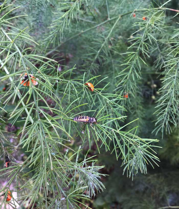 In late summer, our asparagus leaves usually end up with a temporary aphid infestation. What do ladybug larvae look like? Article by Tyrant Farms