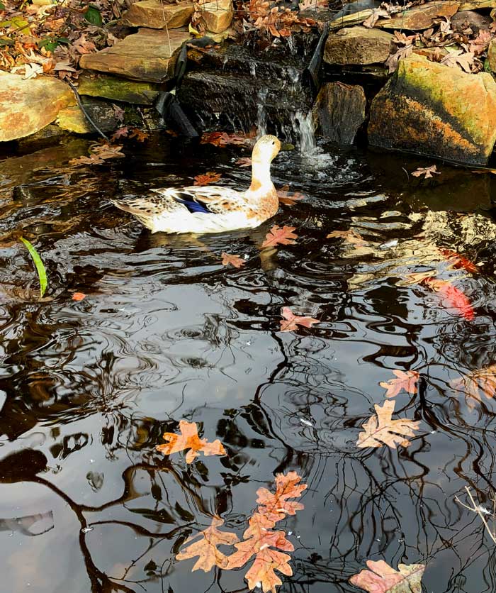 Pippa Luckinbill (one of our ducks), Cid and Nancy (two of our fish), and a pile of fall leaves. Our two Laguna pond pumps have a lot to keep up with.