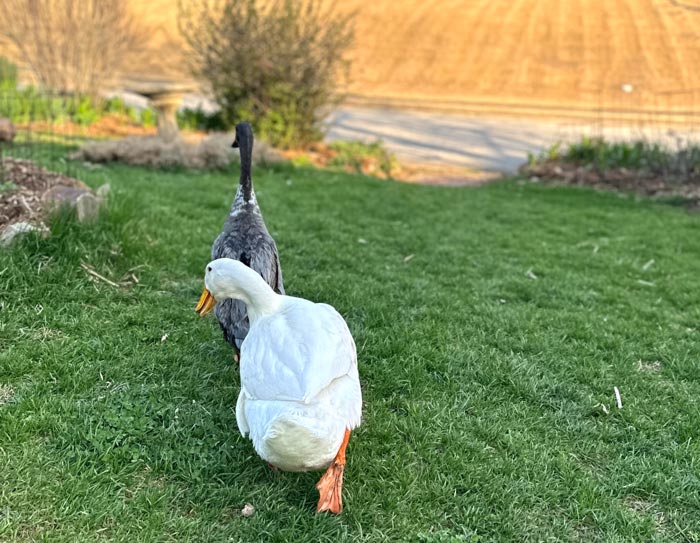 Given how much time our family and our ducks spend in our lawn and how much of our food we grow in garden beds adjacent our lawn, we're extremely cautious about our weed and pest control approaches. We adhere to a knowledge-based weed control philosophy: what is the plant species, what are its benefits/detriments, and how should we best relate to or manage the plant? For unwanted plants, we subscribe to the precautionary principle when it comes to our eradication approaches.