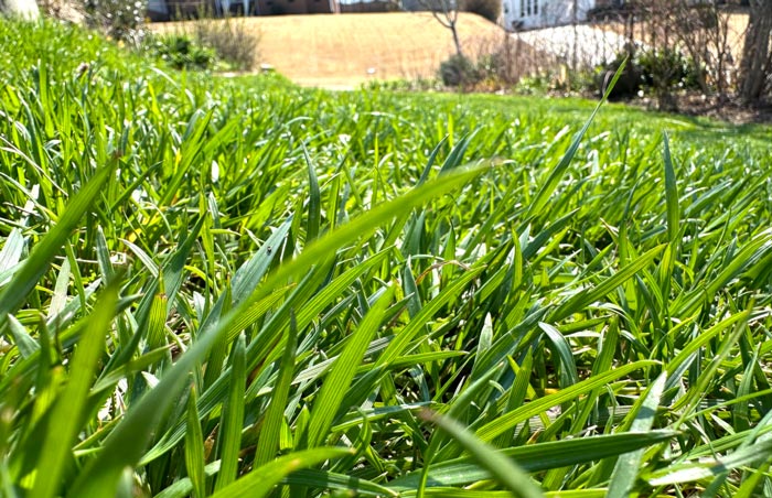 A closeup of our late winter lawn vs our neighbor's still-dormant lawn. As you can see, our biological solar panels are fully activated (ha), helping to cycle nutrients, feed soil microbes, and reduce water runoff.