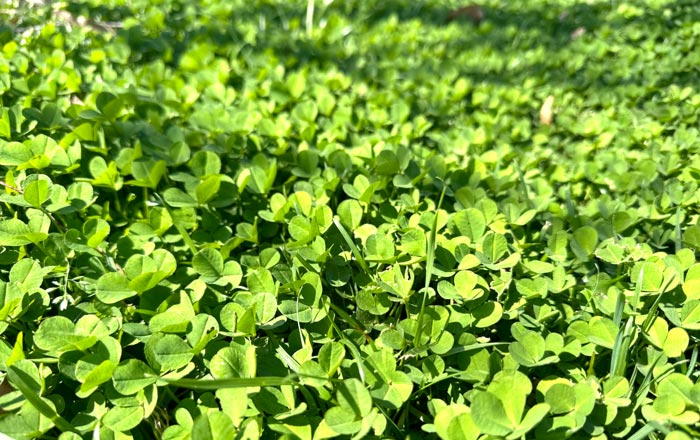 A patch of white clover in our front yard. This is a welcome guest in our lawn.