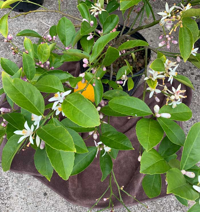 An old bath towel repurposed for a lemon blossom harvester! This young Meyer lemon tree has flowers far enough along in development to begin harvesting.