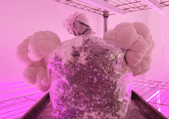 Our lion's mane mushrooms grow bag kit fruiting. These mushrooms were harvested a few days after this photograph and weighed about 13.5 ounces each.