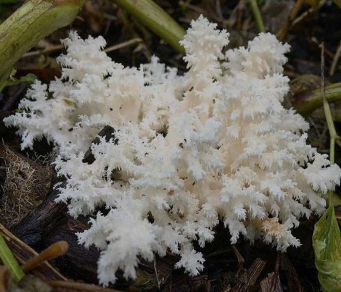 Coral tooth fungi (Hericium coralloides), a close relative of lion's mane. Coral tooth fungi are also edible and delicious, with a flavor indistinguishable from lion's manes.