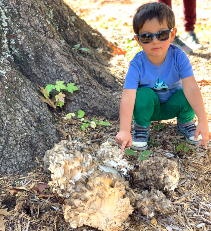 Our toddler, proudly standing over his first foraged maitake mushrooms, aka hen of the woods (Grifola frondosa).