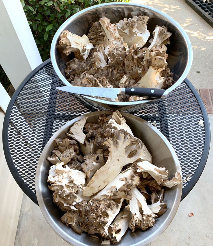 Maitakes cleaned and processed into perfect sized chunks for eating as maitake mushroom steaks. These were not rinsed before being bagged and put into the veggie drawer in our fridge for storage. They're still in perfect shape three weeks later.
