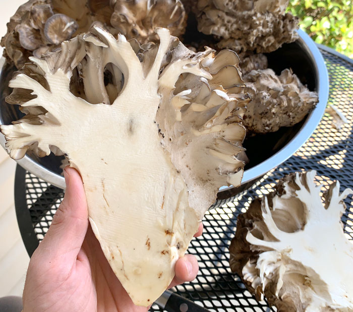 Cross-section of a maitake. Be sure things you don't want to eat aren't living inside the internal chambers.