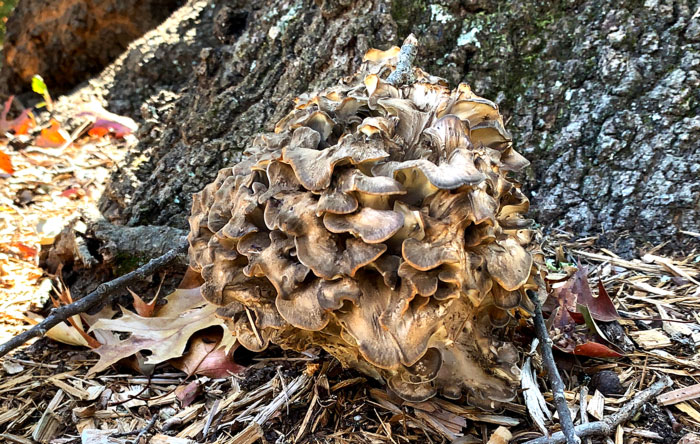 A maitake growing at the base of a living oak tree in late October in Greenville, SC. This was one of six maitakes growing around the same tree.