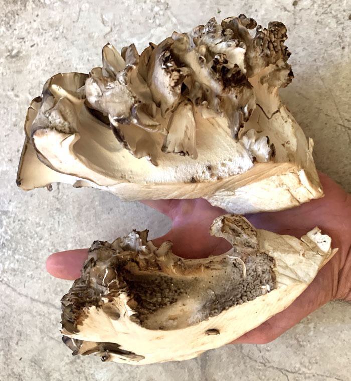 Large and small size ranges of ideally apportioned chunks of maitake mushrooms for making into steaks. The large chunk is about 5.5 ounces and the smaller one is closer to 3 ounces. Each piece is 2-3