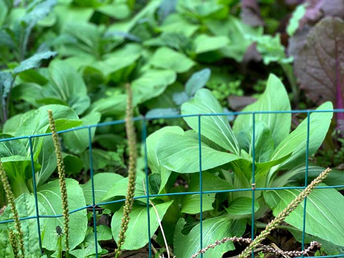 Bok choy growing in garden