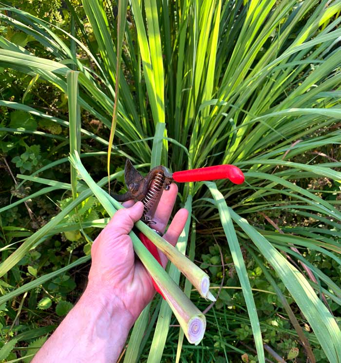 Freshly harvested lemongrass stalks bursting with flavor. Read our detailed article about how to grow lemongrass to add this flavorful plant to your garden.
