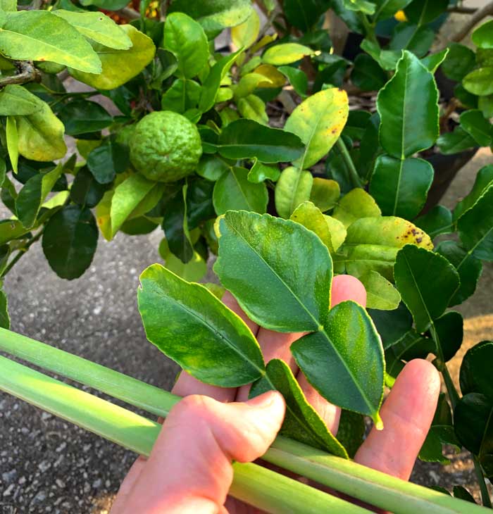 Use makrut lime leaves like you use bay leaves. Add them whole in soups so the flavor infuses in the broth, then remove them either when serving or eating. 