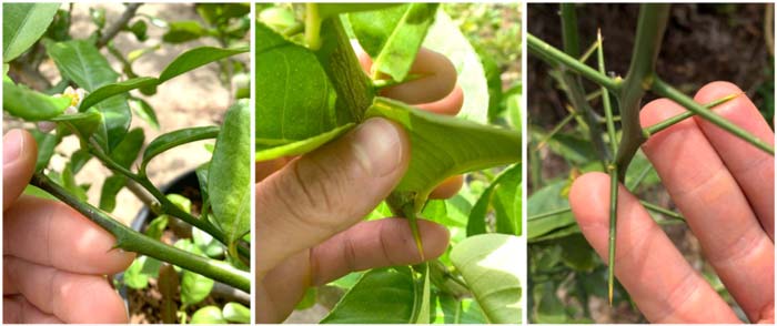 Citrus thorns compared, from left to right: makrut lime, Buddha's hand, Yuzu. Our makrut tree's thorns are quite tame by comparison. This may be due to breeding work that has helped tame the thorns relative to the older genetics. 