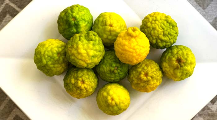The brain-like fruits of makrut limes are intensely flavorful. You can pick them green or let them ripen to the point that they start to turn dull green-yellow and fall off the tree. The skins continue to turn more yellow as they ripen after picking indoors.