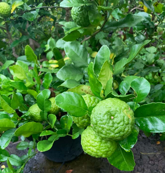 Makrut lime (Citrus hystrix) leaves and fruit on our tree in Greenville, SC. We always get a bit of a thrill knowing about the history of the plants we grow and what an interesting journey they've been on before we came into possession of them.