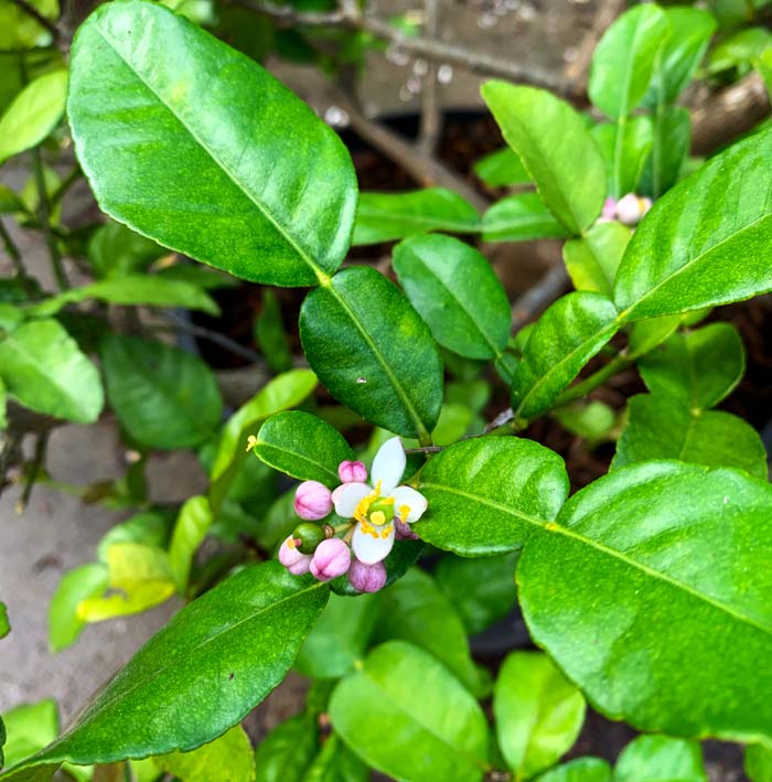 The four to five-petalled white flowers of makrut limes are highly fragrant and make an excellent edible flower as well. To harvest, you can remove the mature flower petals (or let them drop) without reducing fruit set.