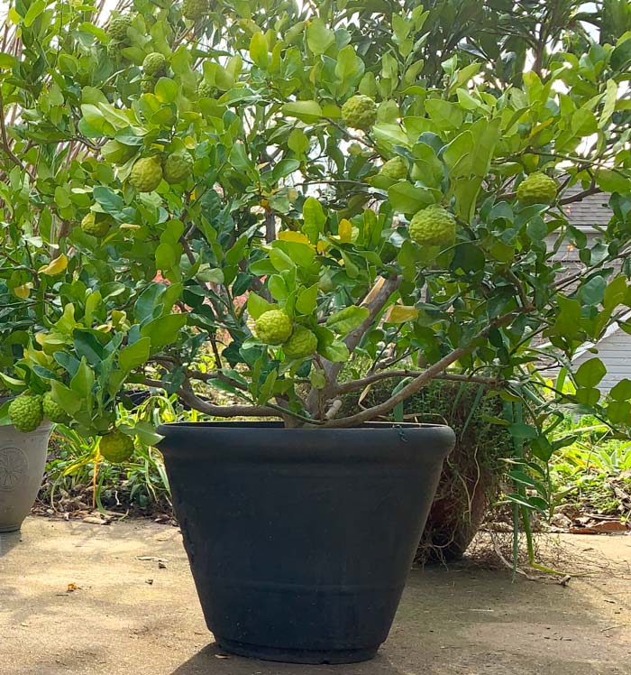 A happy makrut lime growing in a perfectly-shaped citrus pot.