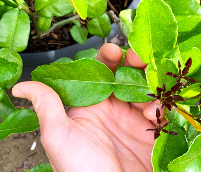 Here you can see mature makrut lime tree leaves (like the one in my hand) as well as the immature, purple leaves just starting to form. The mature leaves are tough, with a similar texture to bay leaves. The immature leaves also pack lots of flavor and are very tender. 