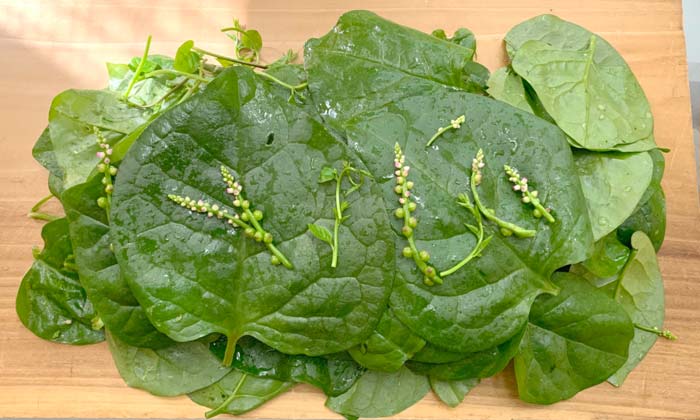 A pile of Malabar spinach leaves, immature flower clusters, and tender young stems about to be chopped and added to groundnut stew.
